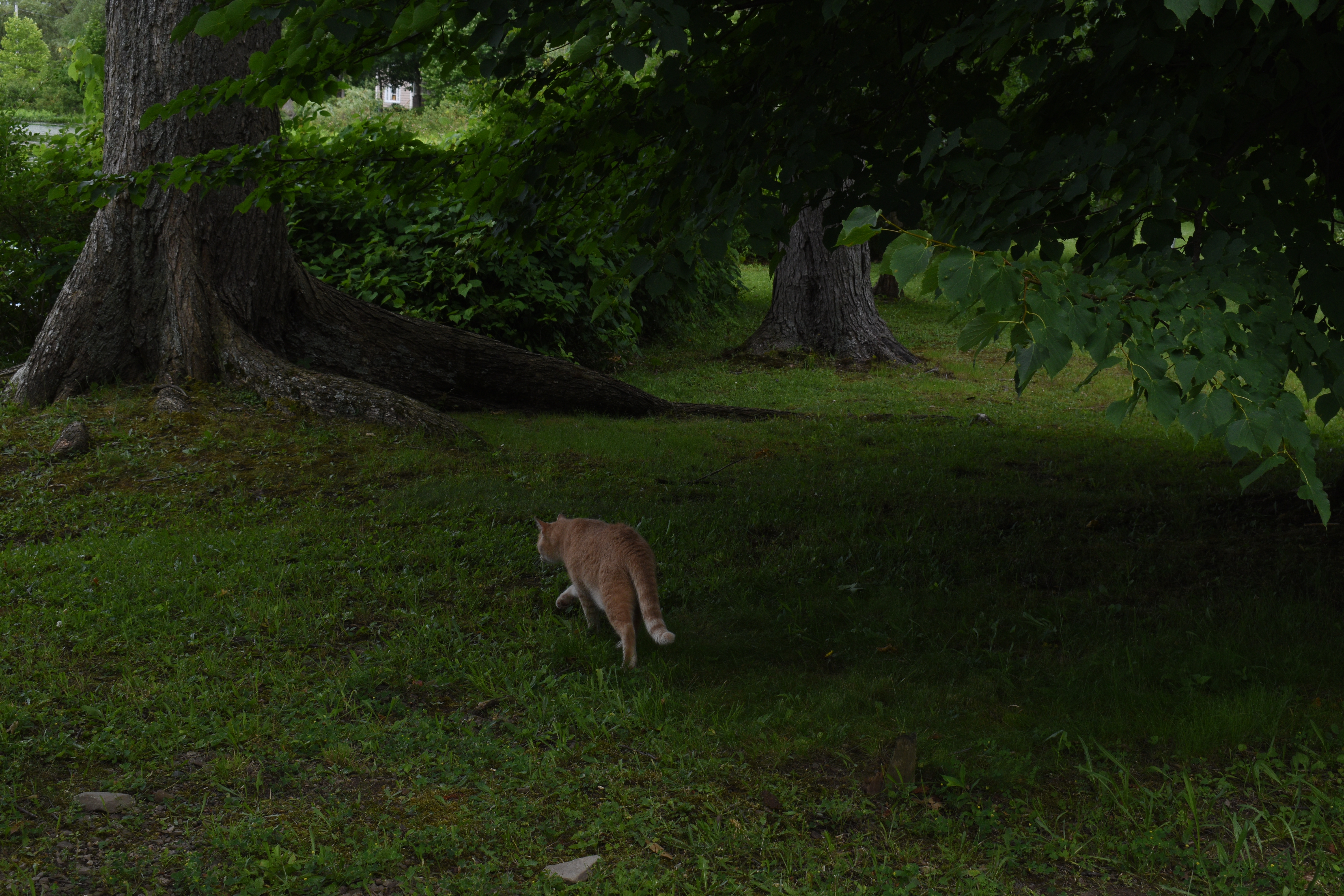 Adorable Kitty Cat